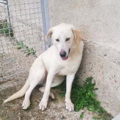 LIBECCIO bravo e pacato, aspetta una famiglia, cane in adozione - Foto 9