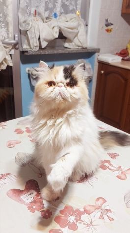 Femmina di Persiano