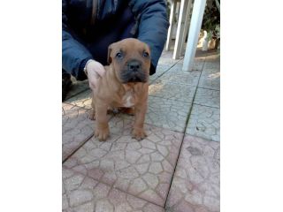 Allevamento Amstaff in Puglia