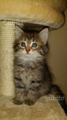 cuccioli gattini siberiani pedigree_ tutta Italia - Foto 2