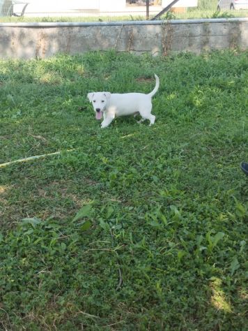 JACK RUSSELL CUCCIOLI - Foto 4
