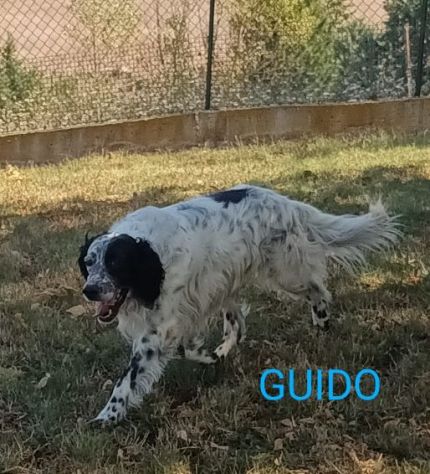 GUIDO 4anni vivace, buono, ama correre - Foto 3