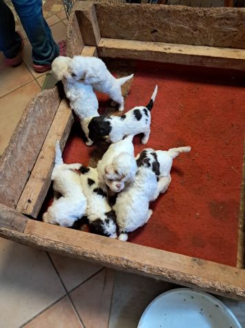 Cuccioli di Lagotto Romagnolo - Foto 4