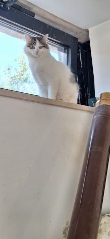 Dafne gattina dal manto bianco e grigio - Foto 6