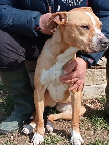 Ambra dolcissima simil pitbull adozione urgente - Foto 3