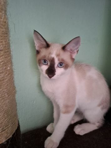 ELEOISE e PENELOPE, adorabili gattine in adozione! - Foto 2