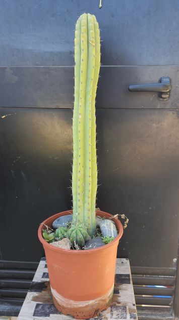Cactus Piante Grasse - Trichocereus Pachanoi
