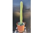 Cactus Piante Grasse - Trichocereus Pachanoi