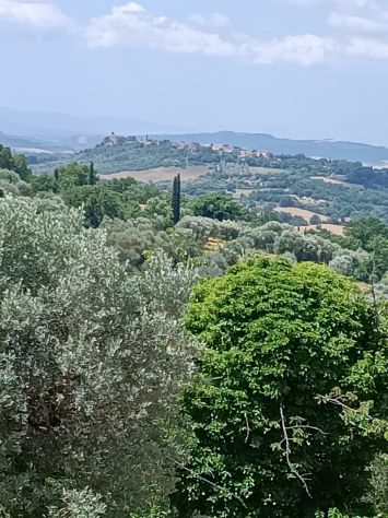 Olivi secolari nelle colline Toscane - Foto 10