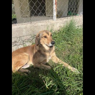 UGOLINO DOCILE, GLI PIACE FARSI COCCOLARE CAGNOLINO IN ADOZIONE - Foto 7