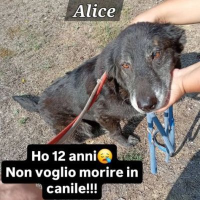 DUE NONNINE DOLCISSIME CERCANO CASA, CAGNOLINE IN ADOZIONE - Foto 8