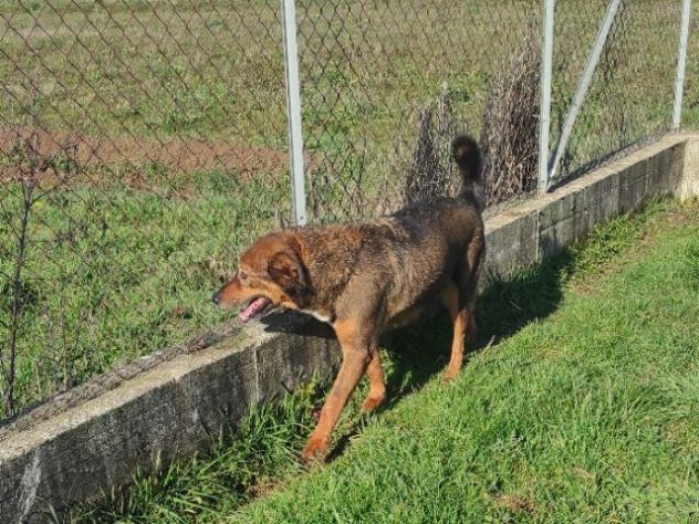 GIOI CANE IN ADOZIONE - Foto 3