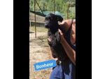 CHANCE e BONHEUR DELIZIOSI CUCCIOLI IN ADOZIONE