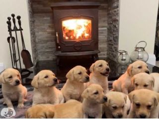 Labrador