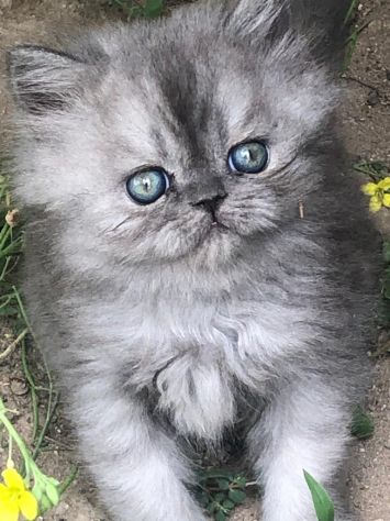 Gattini Persiani - Foto 2