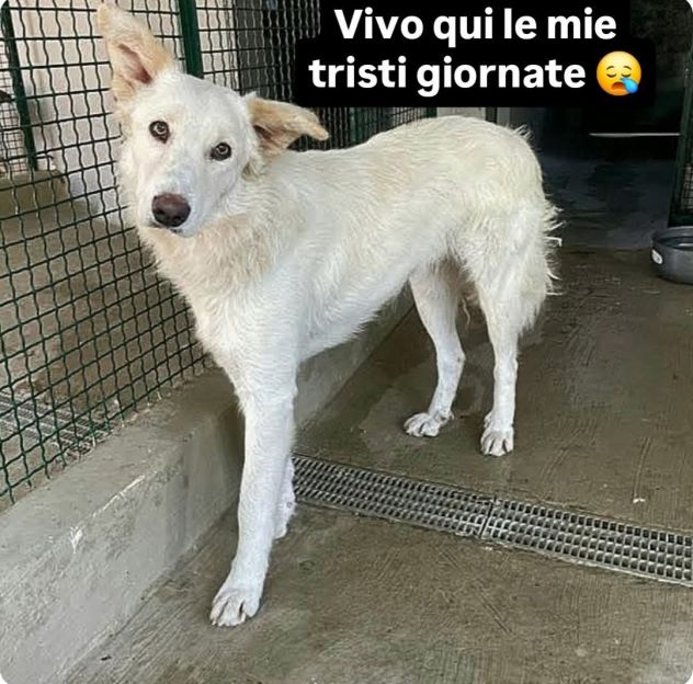 DALILA TENERISSIMA CANE IN ADOZIONE - Foto 5
