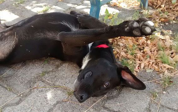 ROBY, cucciolotto dagli occhi di velluto - Foto 4