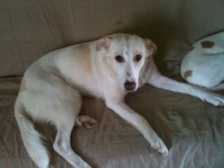BELLA, dolcissima mix labrador