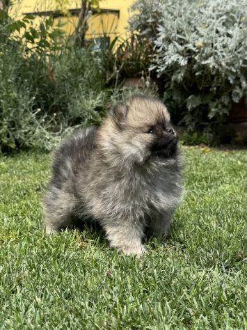 Cuccioli volpino pomerania toy - Foto 4