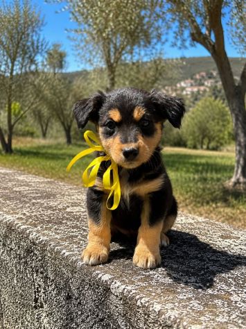 Regalo cuccioli taglia medio piccola - Foto 8