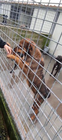 CANE IN ADOZIONE: GIOIELLO un amore di cane. - Foto 10