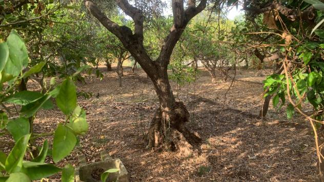 Terreno Agricolo in vendita a Santa Flavia - Foto 7