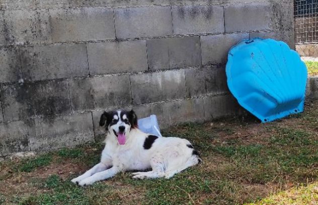 CANE IN ADOZIONE: PEGGY - Foto 5