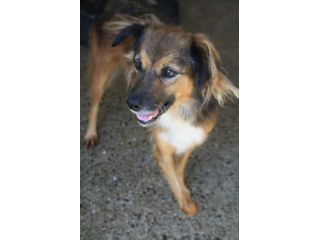 SIMON 3 ANNI TAGLIA PICCOLA IN CANILE