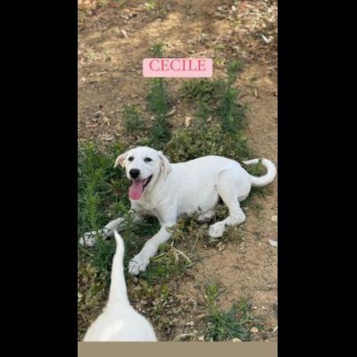 CUCCIOLI IN ADOZIONE - Foto 2