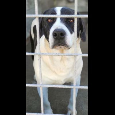 MARILU' tranquilla e pacata, taglia media. CANE IN ADOZIONE
