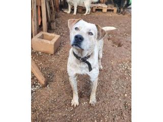2anni e1/2 mix molossino SPLENDIDO solo h24 in recinto.URGENTE CALABRIA