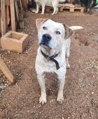 2anni mix molossino SPLENDIDO solo h24 in recinto.URGENTE CALABRIA