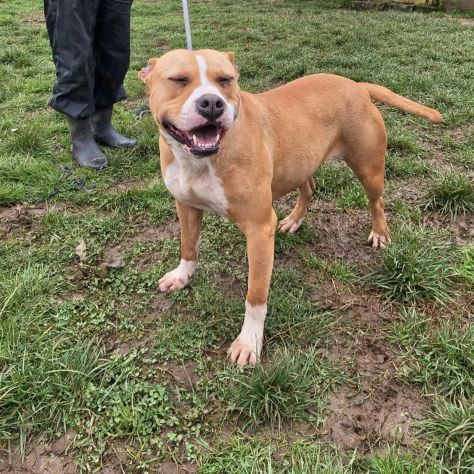 CLOE PURO AMORE CANE IN ADOZIONE - Foto 4