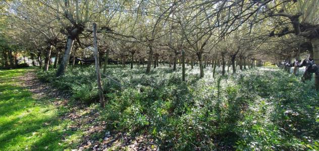 Terreno agricolo in vendita a Segromigno In Piano - Capannori 3000 mq Rif: 1370882 - Foto 5