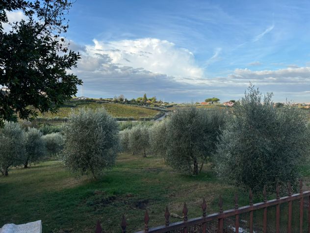 TERRENO AGRICOLO CON ULIVI E RUSTICO - Foto 3