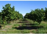 Nocciole - Casa - Capannone e pertinenze varie