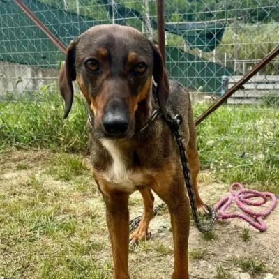 MELAMPO, OCCHIONI DOLCI, CAGNOLINO IN ADOZIONE - Foto 7