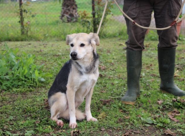 GENTILINO, tenero cagnolino - Foto 6