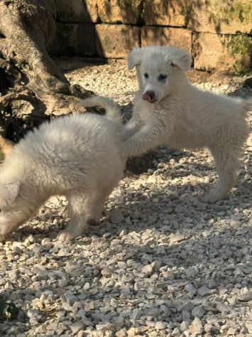 CUCCIOLE MAREMMANO 4 MESI SONO IN CANILE - Foto 9