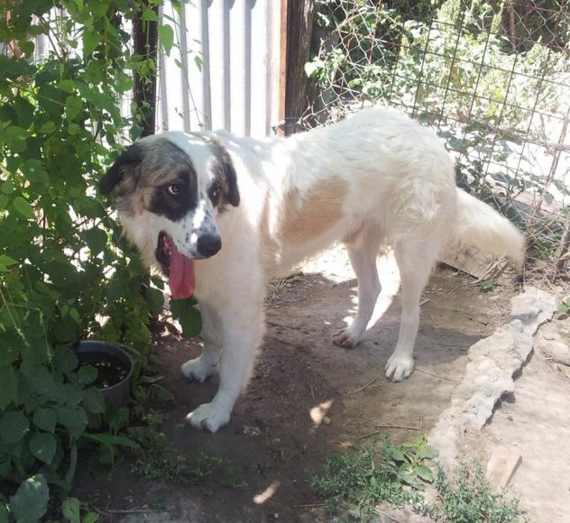 ERNESTO, stupendo cucciolone mix San Bernardo - Foto 5