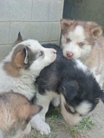 Cuccioli di Siberian husky - Foto 3