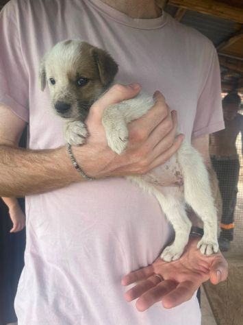 Laila cucciola - Foto 2