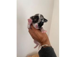 Chihuahua cuccioli