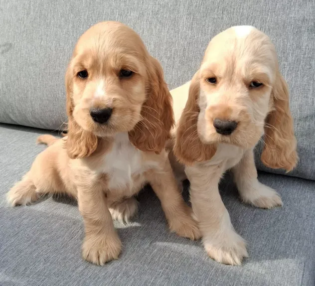 Cuccioli di Cocker Spaniel. - Foto 3