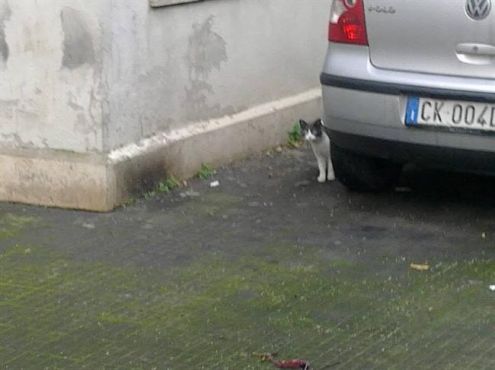 MIAGOLINA, giovane mix certosina per strada - Foto 3