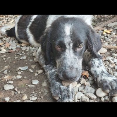CUCCIOLI IN ADOZIONE - Foto 2
