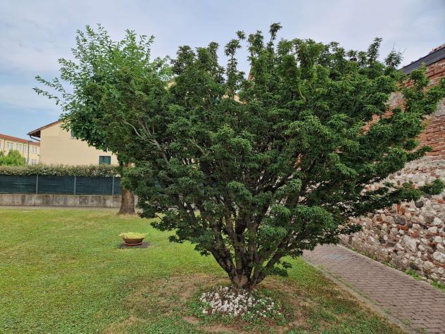 Appartamento in Piazza Rovereto - Foto 6