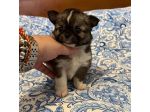Chihuahua cuccioli