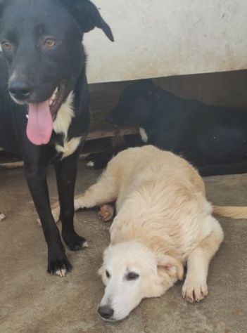 CANE IN ADOZIONE: DUCCIO - Foto 6