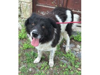 Cosmo 3 anni mix border collie
